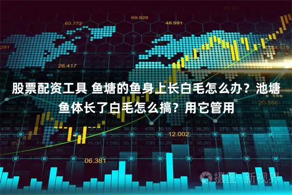 股票配资工具 鱼塘的鱼身上长白毛怎么办?池塘鱼体长了白毛怎么搞?用它管用